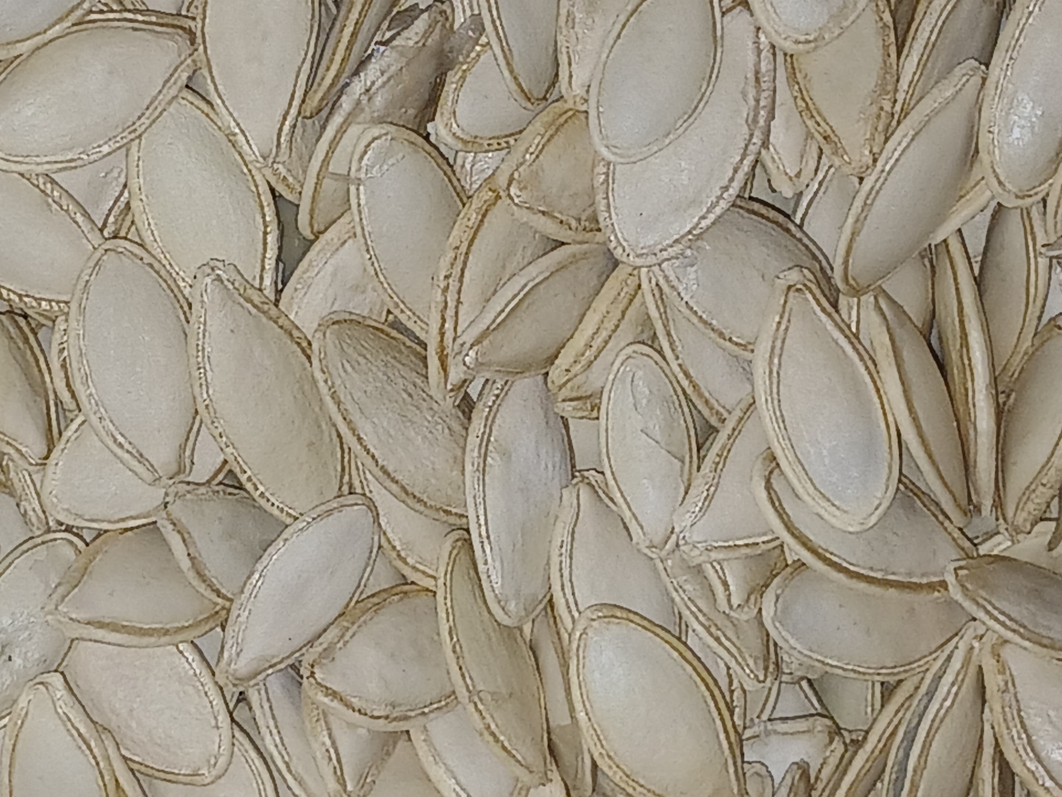 بذر تخم کدو برای کاشت